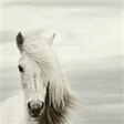 mi caballo blanco my white horse piano, vocal & guitar chords right hand melody chilean folksong