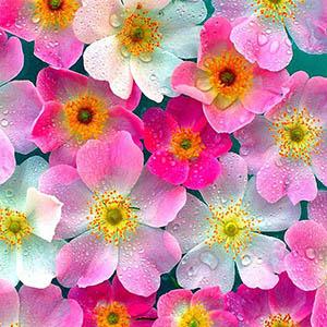 cover: His Favorite Flower, William W. Lowitz, Gesang, Klavier