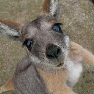 cover: The Kangaroo Song, Peter Canwell