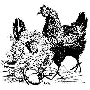 Produktbild zu: Cluck Old Hen