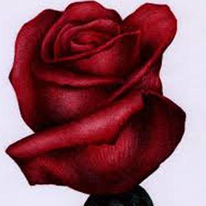 cover: O My Love Is Like A Red, Red Rose, Robert Burns