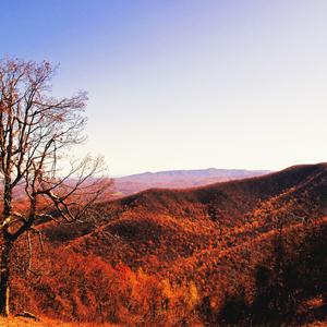 cover: There's A Blue Ridge Round My Heart Virginia, Alfred Bryan, Gesang, Gitarre, Klavier