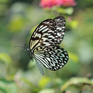 Product picture to: Paruparong Bukid (The Butterfly Field)