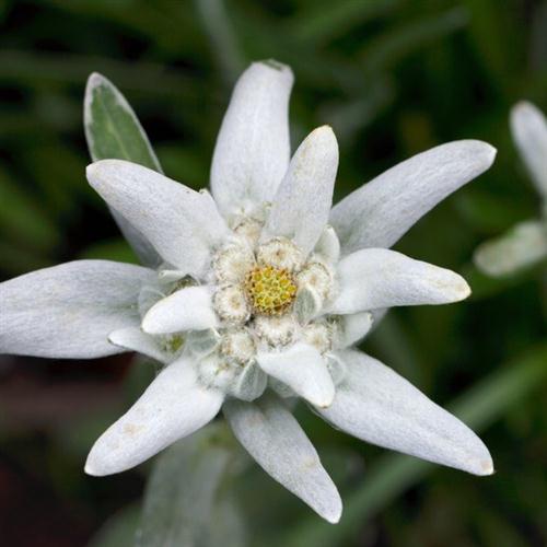 cover: Das Edelweiss, R. Teichmann