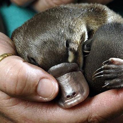 Produktbild zu: The Platypus Song