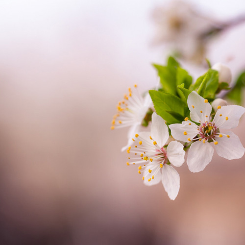Product picture to: Spring Is Coming