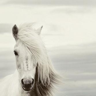 cover: Mi Caballo Blanco (My White Horse), Chilean Folksong