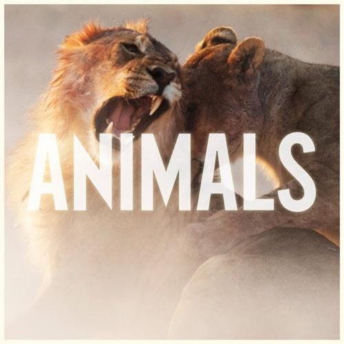 cover: Animals, Maroon 5, Gesang, Gitarre, Klavier