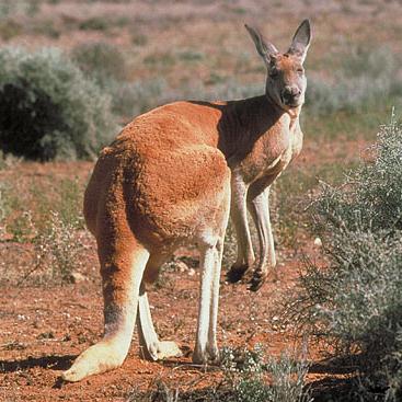 cover: Kangaroo Brown, Zoe R. McHenry