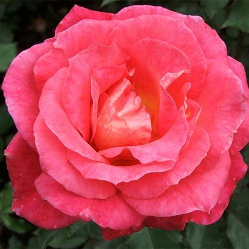 cover: The Rose Of Tralee, Mark Phillips, Gitarre