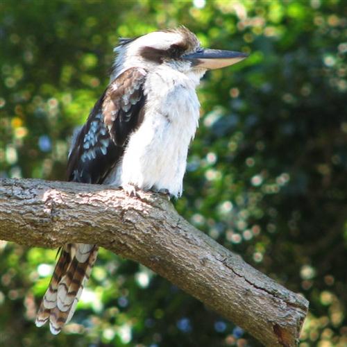 cover: Kookaburra Sits In The Old Gum Tree, Marion Sinclair, Melodieinstrumente