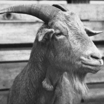 Produktbild zu: Paddy McGintys Goat