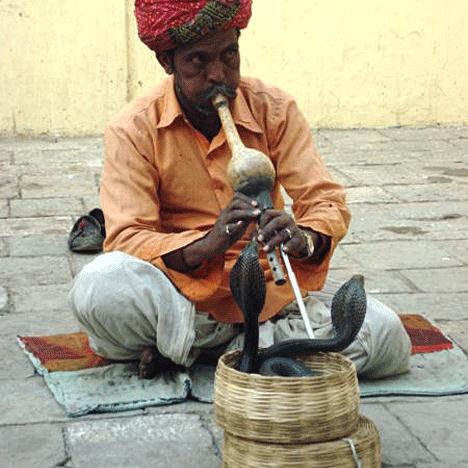 Product picture to: Snake Charmer