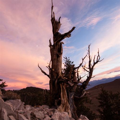 Product picture to: When It's Night Time In Nevada