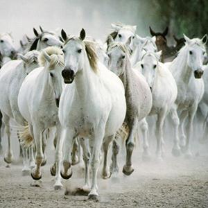 cover: All The Pretty Little Horses, Jeffrey Douma, Chor