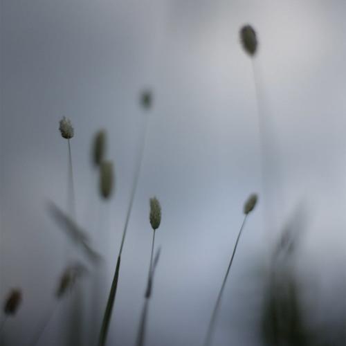 cover: A Snowflake, Peter Broderick, Klavier