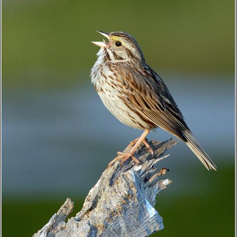 Produktbild zu: My Singing Bird