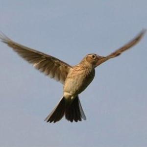 cover: The Lark In The Clear Air, Sir Samuel Ferguson