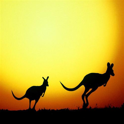 cover: I'm Hoppity Hop The Kangaroo, Janice Webb