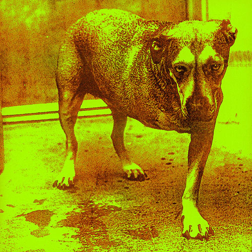 cover: Frogs, Alice In Chains