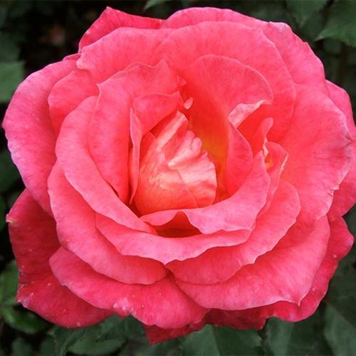 Product picture to: The Rose Of Tralee